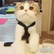 什么是半折耳猫 也会发病吗?