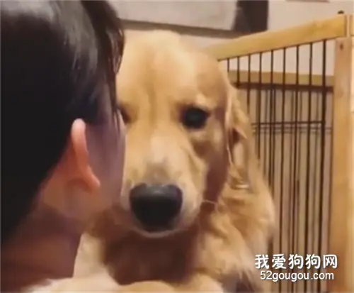爱撒娇的人总是好命，狗也不例外！