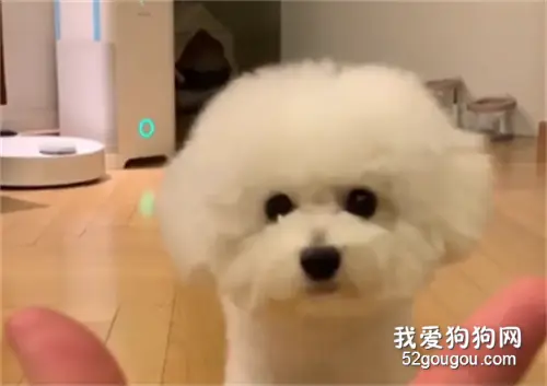如何召唤一只小可爱？只需伸出手就够了！