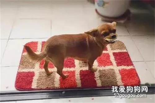 狗子偷走主人的蛋挞，在门口还邪魅一笑：来追我啊！