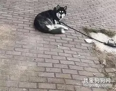 女子路上偶遇一哈士奇乖巧地趴着，觉得好奇，上前细瞧后笑出了声