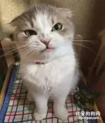 猫咪生气真的都这么恐怖吗？