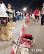 猫咪坐在路边等主人吃饭，居然有人往猫包里扔钱，把猫气得嗷嗷叫~