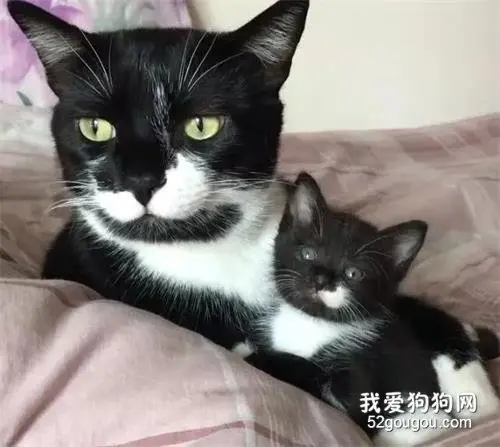 捡来的小奶猫和爱猫撞脸，真的不是你在外面偷生的吗！