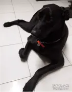 狗狗半夜冲进房间，一巴掌把主人扇醒，主人却说：我要感谢它！