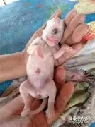 出生幼犬只有一只眼睛，头上还有触角，网友：好神奇！
