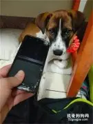 这狗到底有多硬核？手机都能被咬得面目全非……