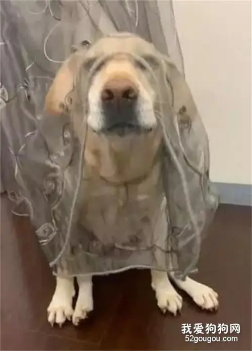 拿窗帘即当婚纱又当头纱，狗子你就这么恨嫁吗？