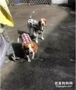 两只狗子凌晨“作妖”不睡觉，反救了主人一命！