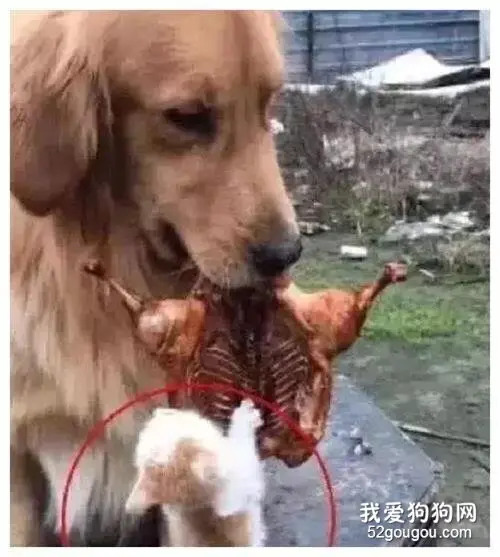 金毛叼着烧鸡半天也不吃，主人觉得好奇怪，走近一看乐翻了