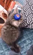 猫：“没啥特长，给大家表演个颠勺吧…”