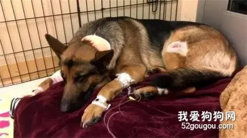 我的狗救了我一命，而我却躲在了大衣柜里！