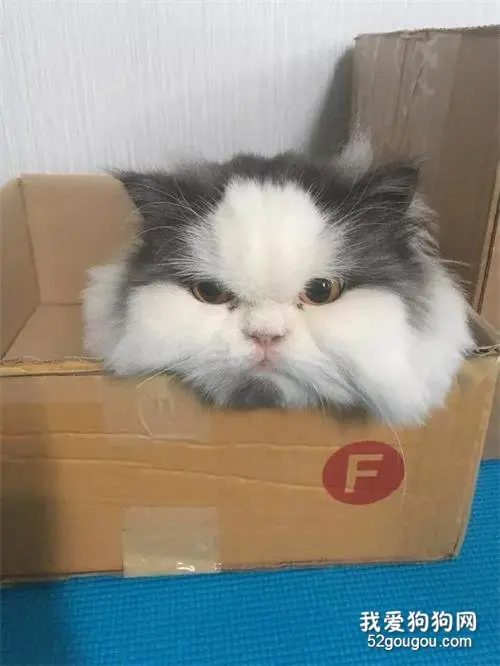 猫咪看着像生气的大叔，主人晒出幼时照片，根本是小鲜肉！
