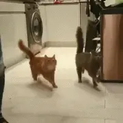 两只被隔了蛋蛋的猫咪相约去吃饭，它们的姿势...笑到崩溃