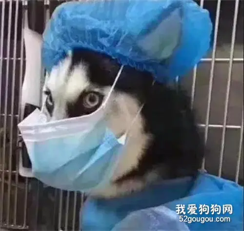 防疫期间带宠物出门，这些网友也是煞费苦心了，笑到胃疼！服了服了！！！