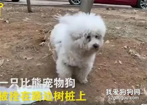请勿遗弃！被遗弃比熊获救后不停作揖感激