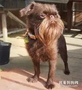 网友捡回一只普通小狗，没想到长大后，它靠胡子华丽逆袭！