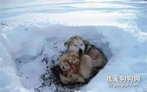 流浪狗的悲哀：从流浪那天开始，生命便开始了短暂的倒计时！