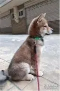 狗子咬玩具摔倒惨叫，到了医院竟不治而愈