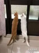 两只猫一直趴在窗口看，主人好奇凑近一看，原来是有访客！