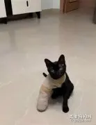 小黑猫因骨折，被打上石膏后，秒变蜘蛛侠！网友：心疼，但是可爱！！