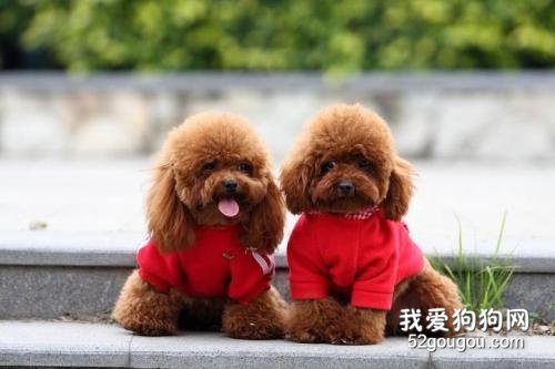 犬窝咳症状 冬季狗狗易发犬窝咳