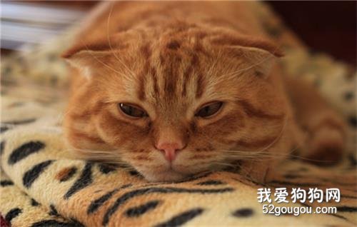 猫吐白沫有几种可能 是猫瘟吗?