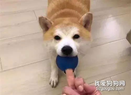 柴柴暴虐成性，多次将主人咬到出血，如今却性格逆转！