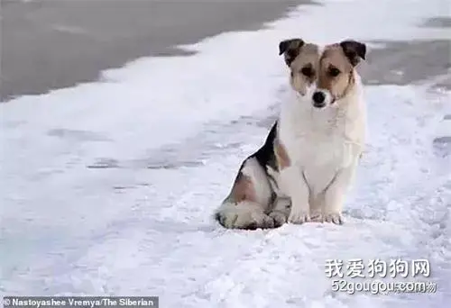 小狗被抛弃半年 零下30度严寒中仍执着等主人