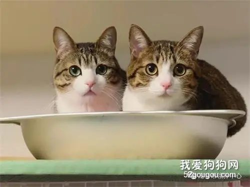 看到将被安乐的流浪猫，铲屎官惊呼“神了！”秒收养！