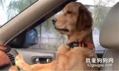 阿金模仿爸爸开车，还知道四处张望，查看路况！