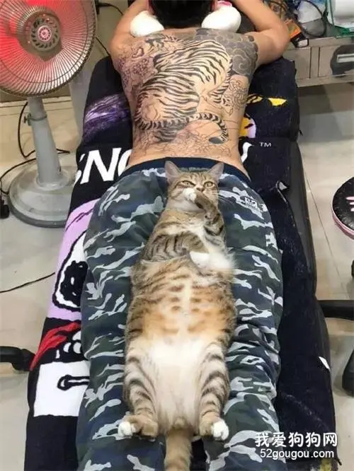 猫奴帮客人纹身时，猫竟然直接跑到客人身上睡觉，还会偷笑！