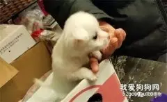 网友下楼丢垃圾，听到垃圾桶里有声音，过去一看发现只小狗