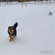 柯基和其它狗子比赛跑步，结果才刚开始，就差点看不到它了！