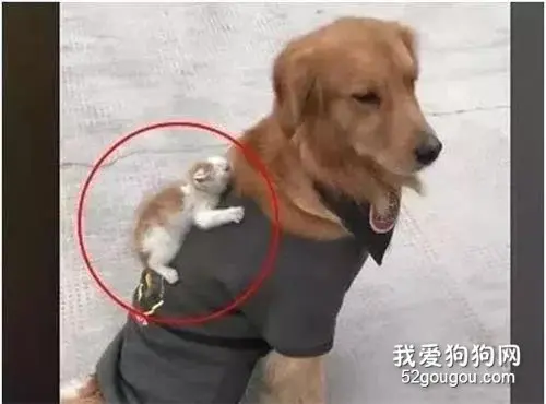 金毛在外面玩了一圈回家，主人觉得它怪怪的，走近一看笑翻
