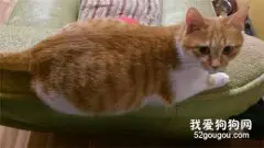 猫咪怀孕期间要注意哪些问题？