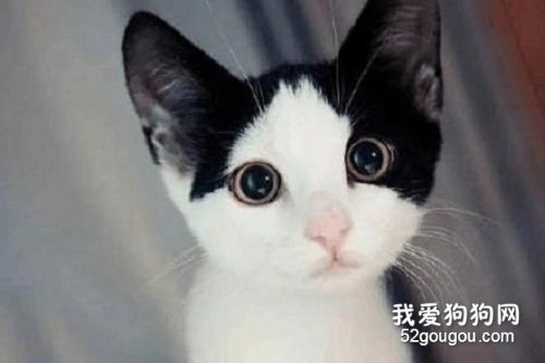 奶牛猫的性格特点 特点你都掌握了吗？