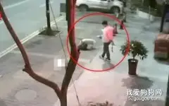 不戴口罩、不牵狗绳？男子遛狗纵容流浪狗被咬死 网友：严惩