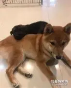 狗子7个月长大四倍，柴犬在摩托车上夹缝生存，网友：这是吹大的吧！