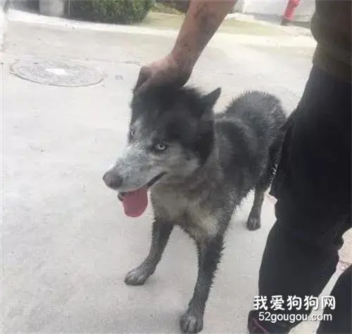 网友带哈士奇回农村，可没想到每天都要在臭水沟救它一次，笑屎了！