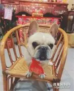 小法斗天赋异禀，一头就将木门撞出来个“大窟窿”…