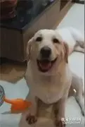狗妹犯错将受罚，狗姐立刻挡在了妹妹身前~