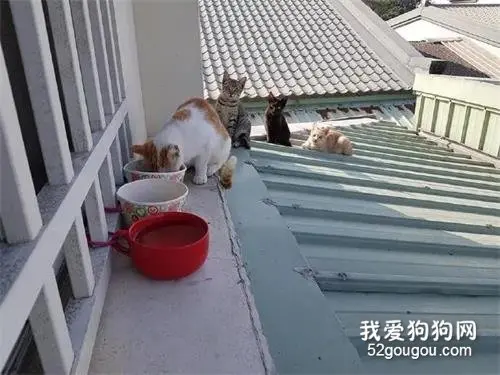 喂养的几只流浪猫，在吃饭时，它们居然都懂得排队，太乖了！