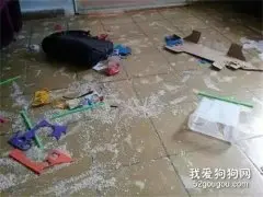 二哈拆家把自己作进医院，医生笑喷：怎么做到的？