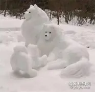 网友堆了一个小萨形状的雪人，萨摩看过之后气坏了：“请问这是什么玩意？！”