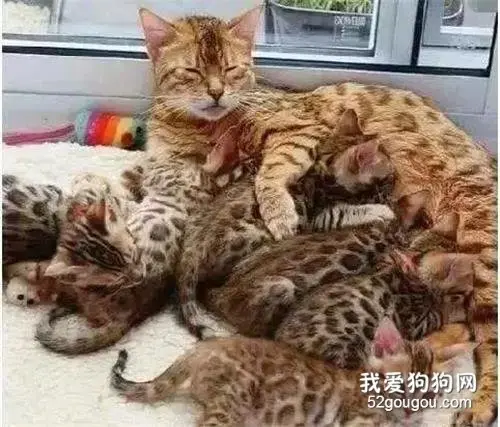 猫咪出去浪，怀孕生下的孩子，没想到品种不一般，让主人大赚一笔