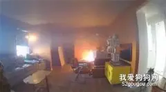 家中意外失火，肇事狗却淡定自若…消防员：它们拒绝回应！