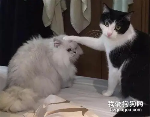 这只鳌拜猫表情看起来有点凶，但其实它很胆小的！