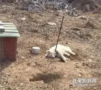 狗狗躺在地上，肚子上插着一铁棍，以为受到伤害，走近后笑翻了