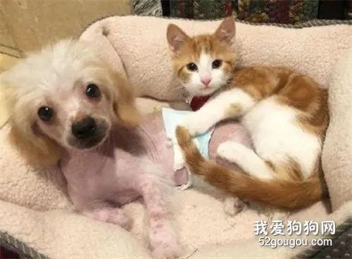家里狗爱上了流浪猫，能咋办，只好一块宠了…